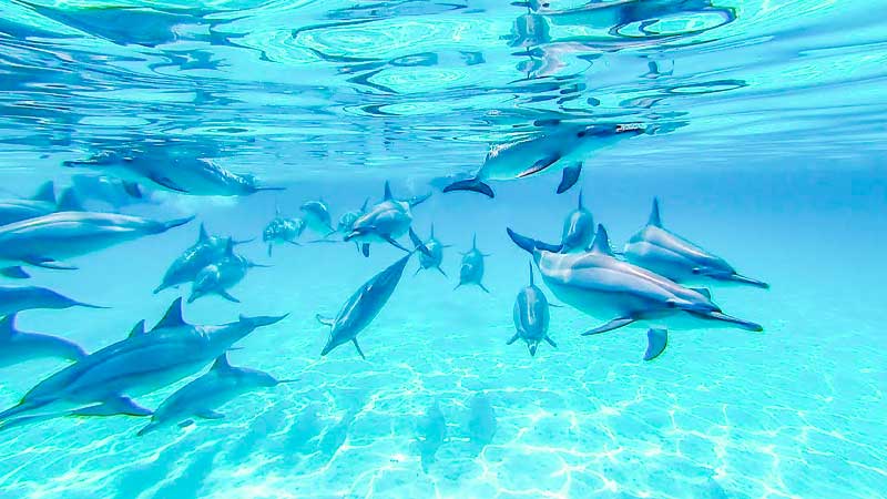 Dolphin House Reef