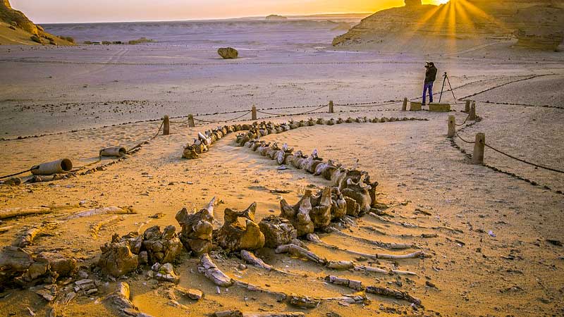 Whales Valley
