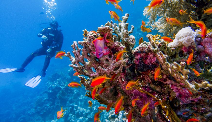 Red Sea
