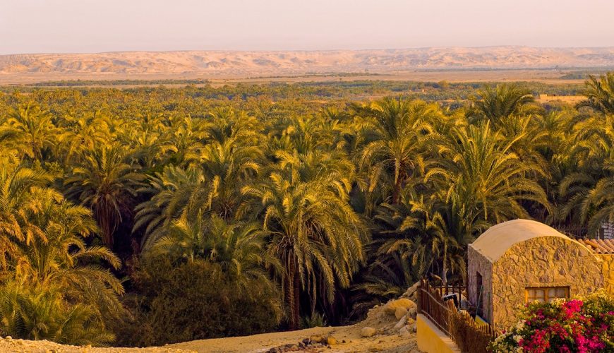the Oasis of Dakhla