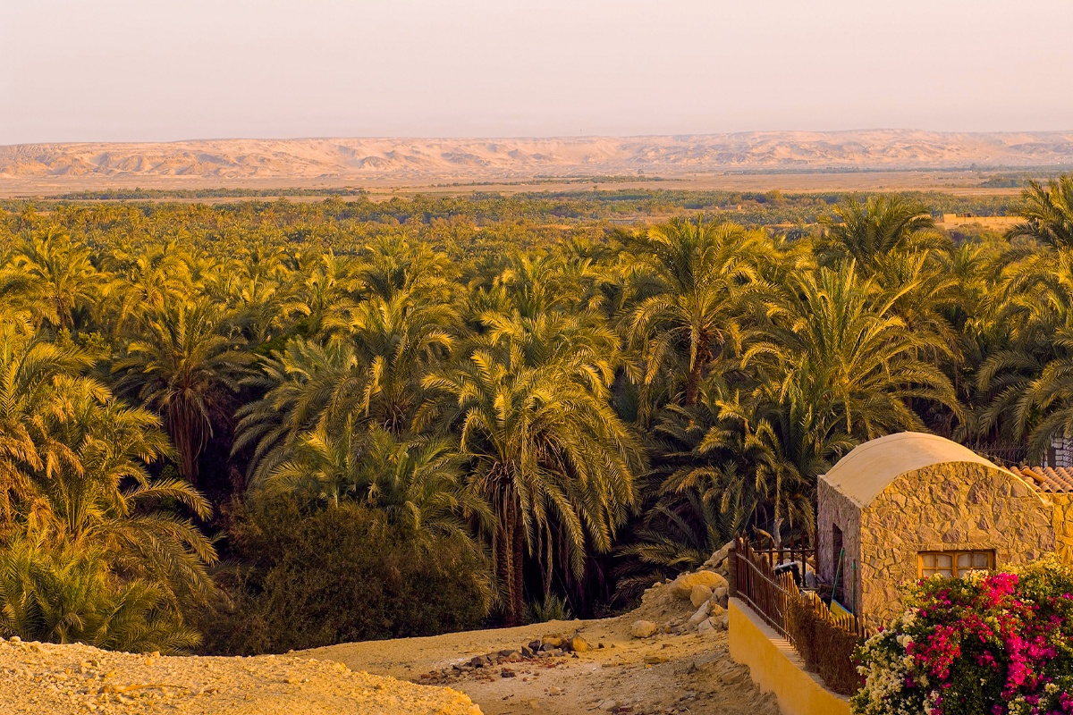 the Oasis of Dakhla