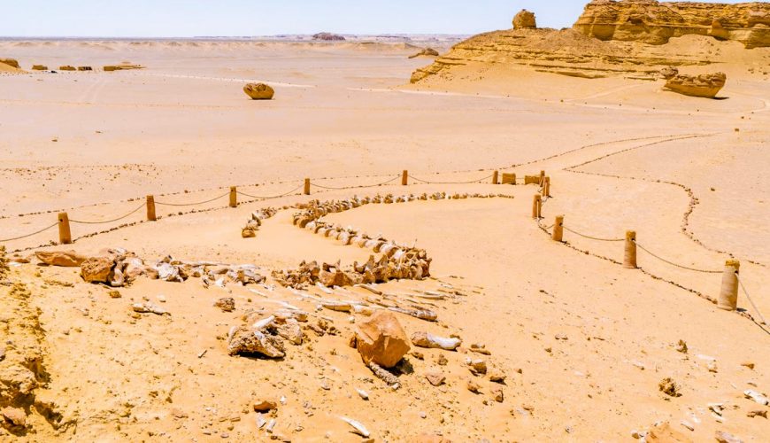 Valley of the Whales